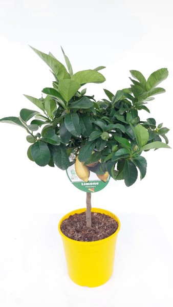 Citrus, Mini-Stamm 19/70 cm Limon - Zitrone PP-Nr.: IT-19-1627