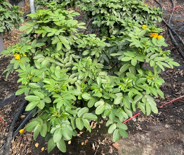 Cassia, Busch 27/60 cm corymbosa PP-Nr.: IT-16BT0373