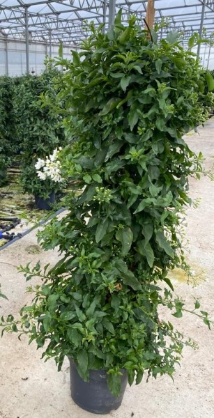 Solanum, Pyramide 27/160 cm jasminoides PP-Nr.: IT-16BT0373