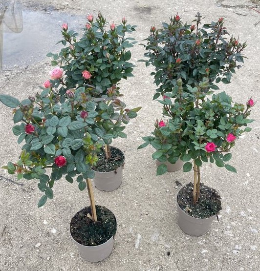 Rose, Stamm 17/70 cm hybrida PP-Nr.: IT-16BT0373