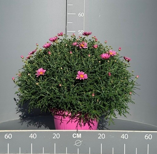 Margeriten, Busch 25/60 cm rosa PP-Nr.: IT-07-0526