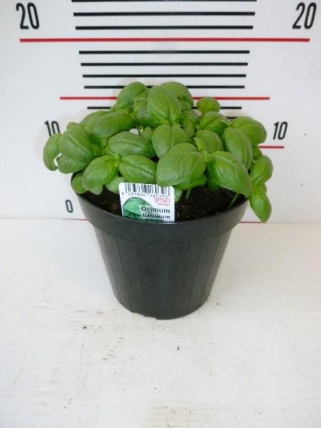 Basilikum, Busch 14/20 cm Gewürze PP-Nr.: IT-07-0526