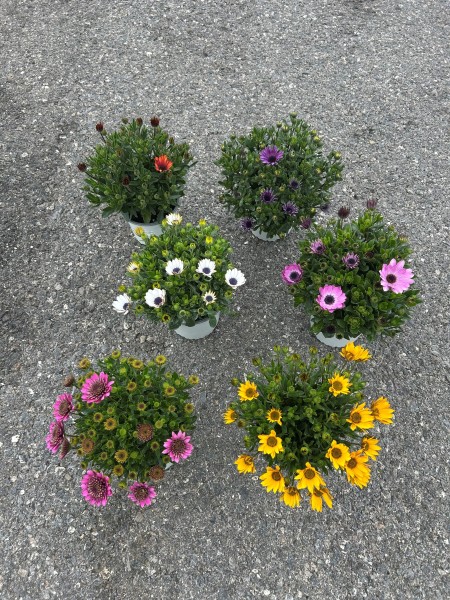 Osteospermum, Busch 14/30 cm Kapmargerite PP-Nr.: IT-07-0526