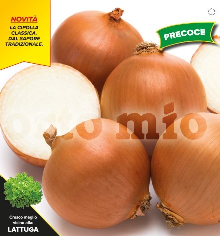 Zwiebel , 12er Tasse cm Früher goldener von Parma, Sorte Galatea (F1) - Bonus (F1) PP-Nr.: IT-08-