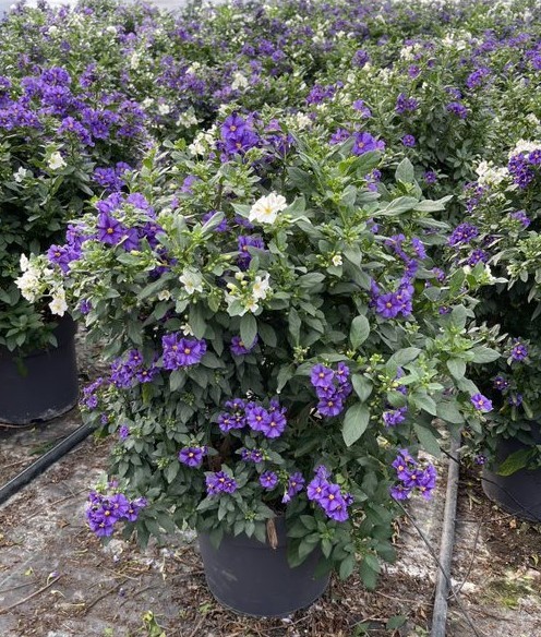 Solanum, Busch 27/60 cm rantonnetii - blau/weiß PP-Nr.: IT-16BT0373