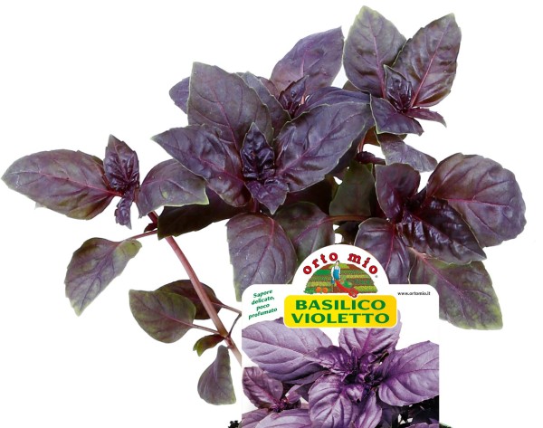 Basilikum, 10/20 cm violett, Sorte Red Rubin PP-Nr.: IT-08-1868