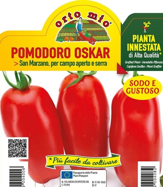 Tomaten veredelt, 14/30 cm San Marzano, Sorte Oskar (F1) PP-Nr.: IT-08-1868