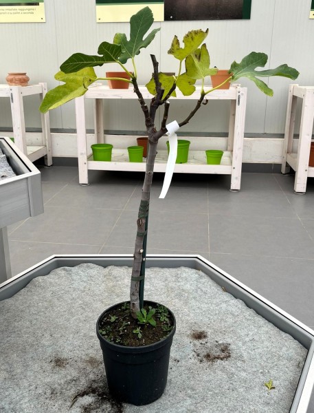 Ficus Carica, Stamm 20/80 cm PP-Nr.: IT-19-0953