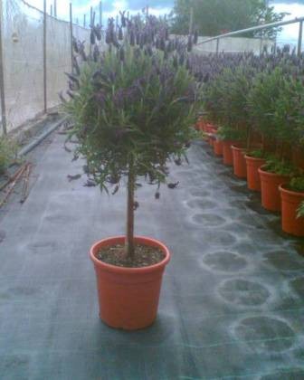 Lavendel, Stamm 14/50 cm stoechas Gewürze PP-Nr.: IT-07-0526