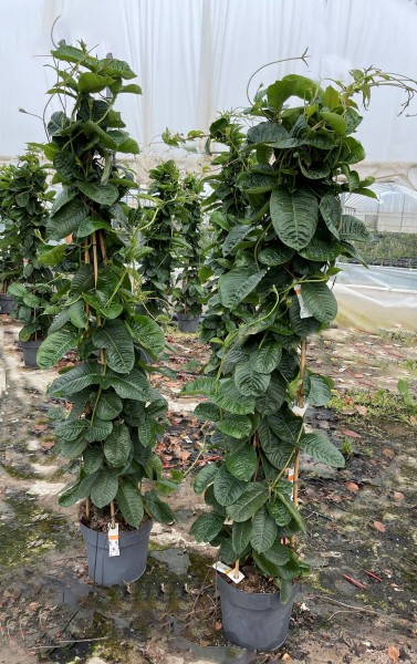 Mandevilla, Pyramide 27/160 cm anmabilis PP-Nr.: IT-16BT0373