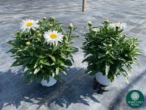 Leucanthemum, Busch 17/40 cm taurus PP-Nr.: IT-16-0165