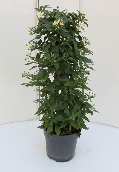 Solanum, Pyramide 14/50 cm jasminoides PP-Nr.: IT-16BT0373