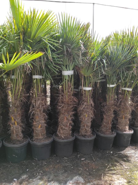 Trachycarpus, Stamm 47/250 cm Fortunei PP-Nr.: ES-17-46/1610