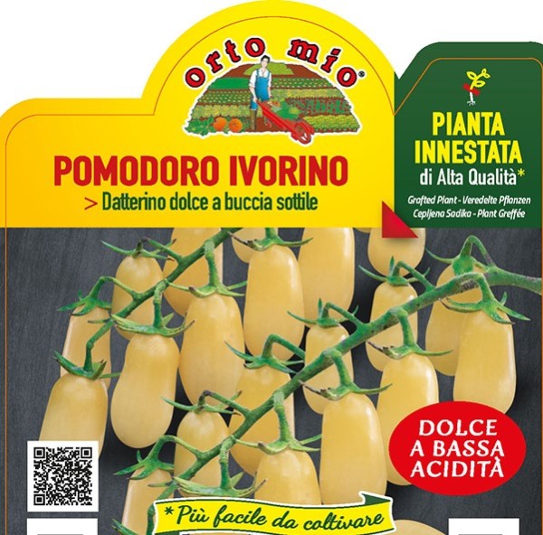 Tomaten veredelt, 14/30 cm Datteltomate, hellgelb, Sorte Ivorino (F1) PP-Nr.: IT-08-1868