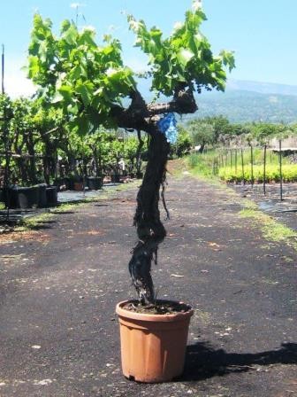 Vitis, Busch 30 cm Mix PP-Nr.: IT-19-0572