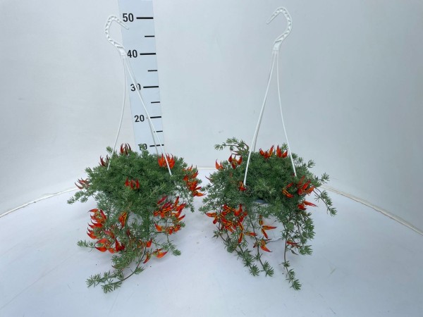 Lothus, Ampel 17/häng cm berthelotii orange flash PP-Nr.: IT-16-0165