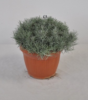 Helichrysum, Busch 25/60 cm italicum - "Currykraut" Gewürze PP-Nr.: IT-07-0526