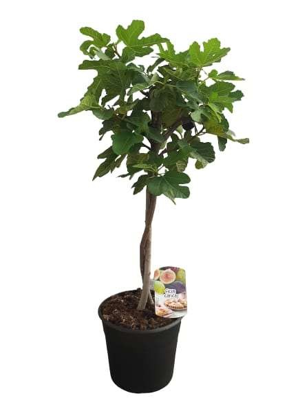 Ficus Carica, Stamm 25/90 cm Gedrehter Stamm mit weißen und schwarzen Fürchten PP-Nr.: ES1703/135