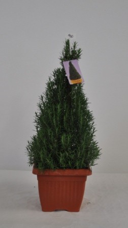 Rosmarin, Pyramide 35/100 cm officinalis Gewürze PP-Nr.: IT-07-0526