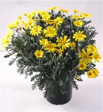 Euryops, Busch 14/30 cm pectinatus - Strauchmargerite PP-Nr.: IT-07-0526