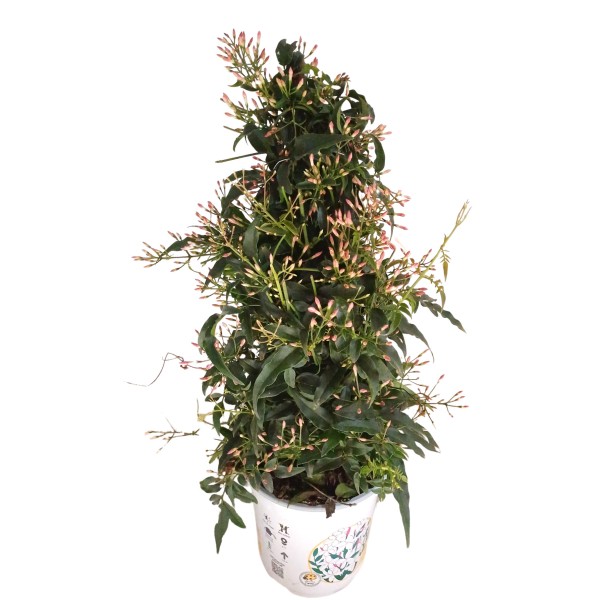 Jasmin, Pyramide 14/50 cm Polyanthum PP-Nr.: ES 14 30 3185