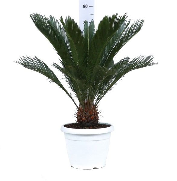 Cycas, Busch 30/75 cm revoluta weißer Topf PP-Nr.: IT-19-0066