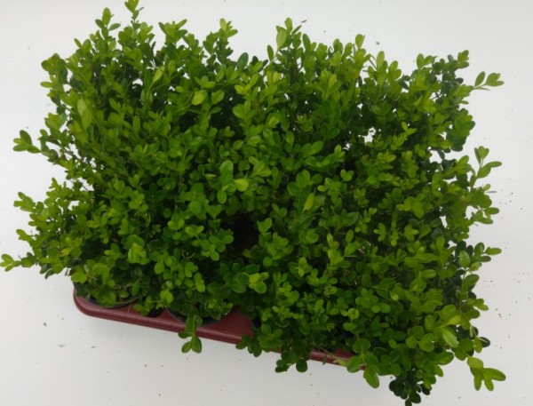 Buxus , 9/10 cm PP-Nr.: DE-NW-1200813