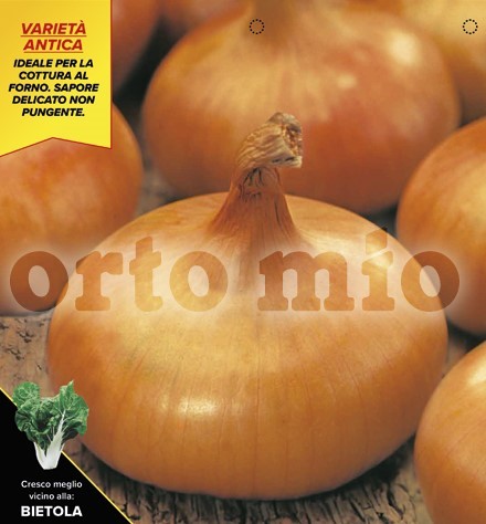 Zwiebel , 12er Tasse cm Gelber Piemonteser, flacher Zwiebel PP-Nr.: IT-08-1868