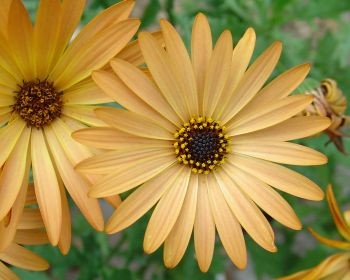 Osteospermum, Busch 25 cm Kapmargerite PP-Nr.: IT-07-0526