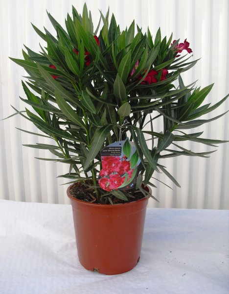Nerium Oleander, Busch 20/80 cm Gemischte Farben PP-Nr.: ES -17-46/2054