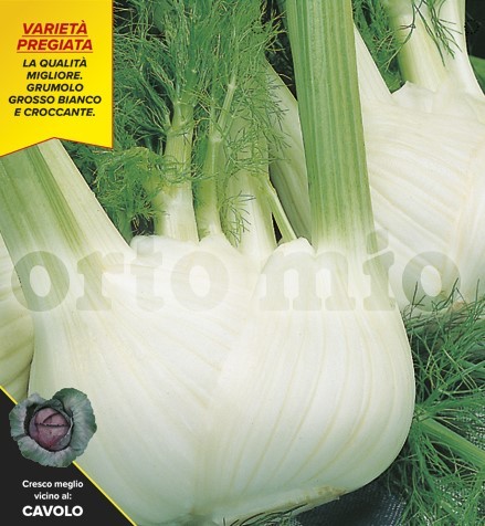 Fenchel, 9er Tasse cm Herbstfenchel, Sorte Guttuso (F1) PP-Nr.: IT-08-1868