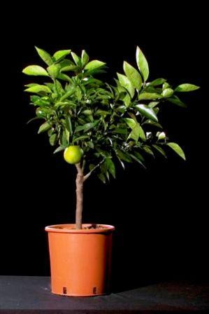 Citrus, Mini-Stamm 22/80 cm Sinensis - Orange PP-Nr.: IT-19-1627